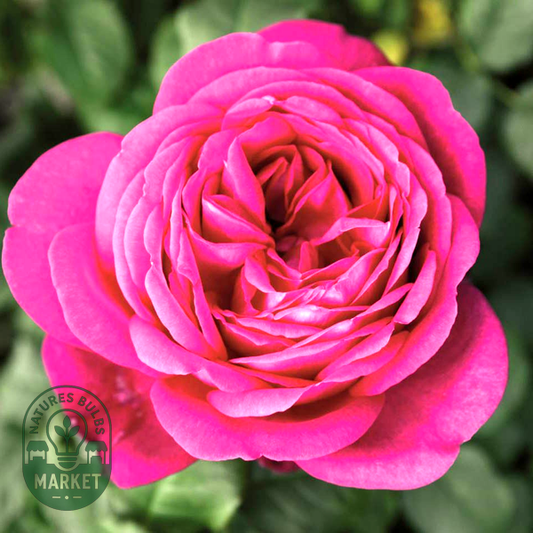 Johann Wolfgang von Goethe