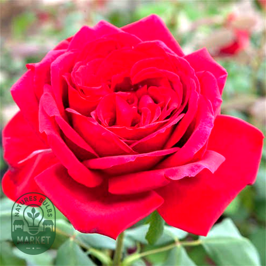 Jubilee de Papa Meilland