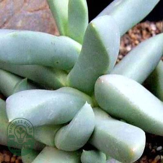Juttadinteria albata