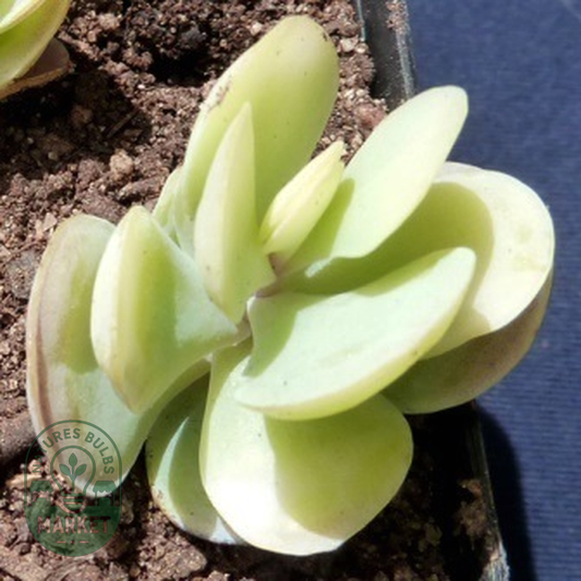 Kalanchoe alticola