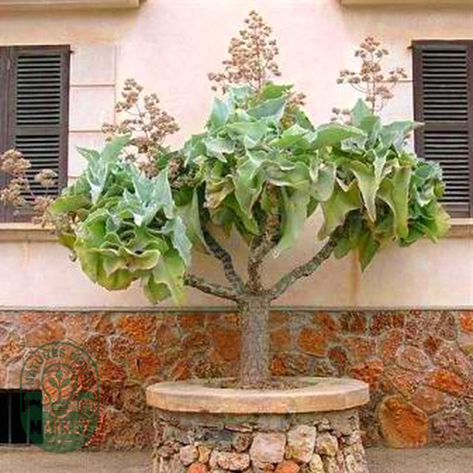 Kalanchoe beharensis