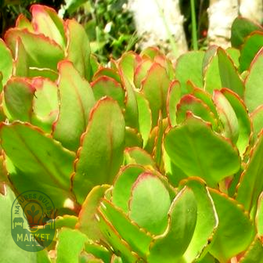 Kalanchoe crenata