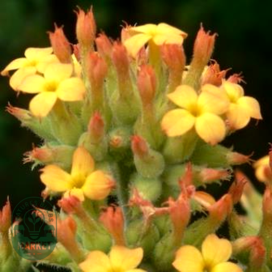 Kalanchoe lanceolata