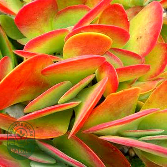 Kalanchoe luciae