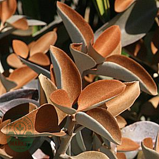 Kalanchoe orgyalis