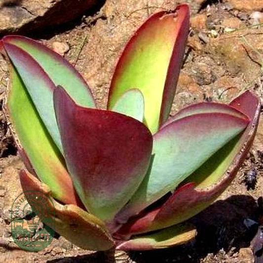 Kalanchoe paniculata