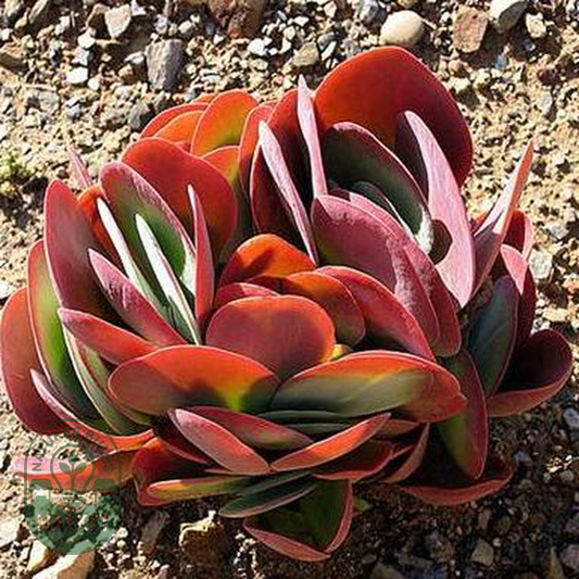 Kalanchoe thyrsiflora