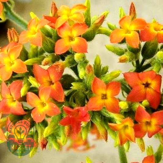 Kalanchoe zimbabwensis