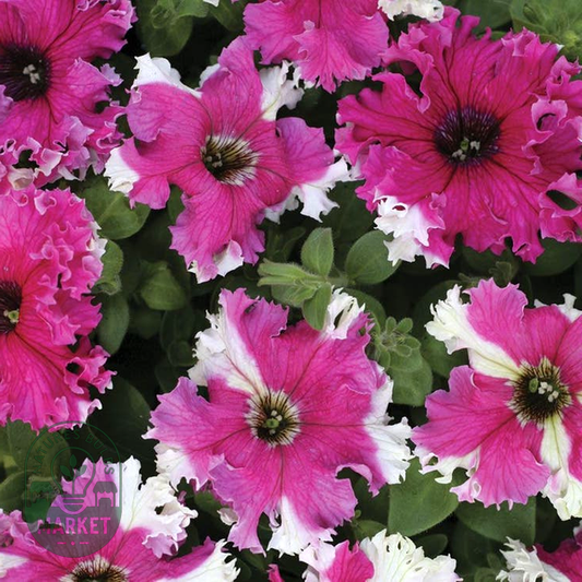 Karkulka Petunia Seeds