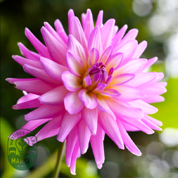 Karma Pink Corona