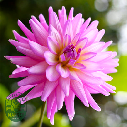 Karma Pink Corona