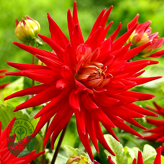 Karma Red Corona