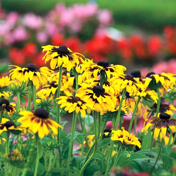 Kelvedon Star' Rudbeckia Seeds