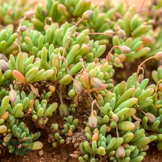 Kewa salsoloides