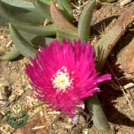 Khadia alticola