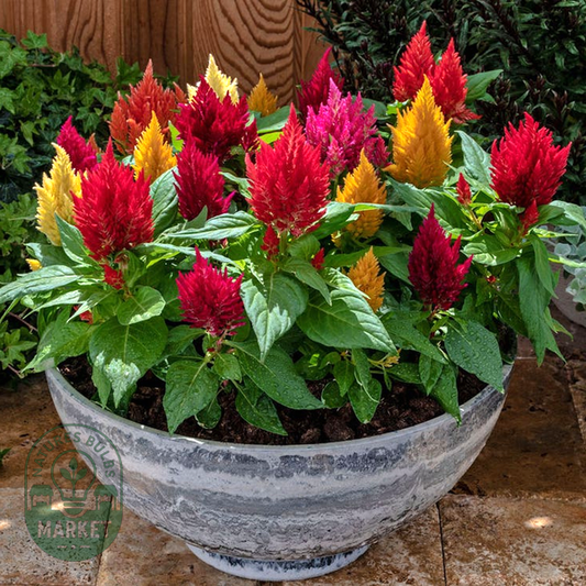 Kimono Mix Celosia Seeds