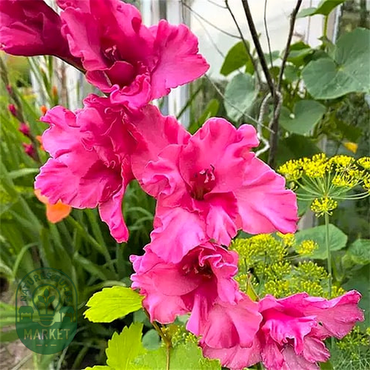 Kingston Ruffle