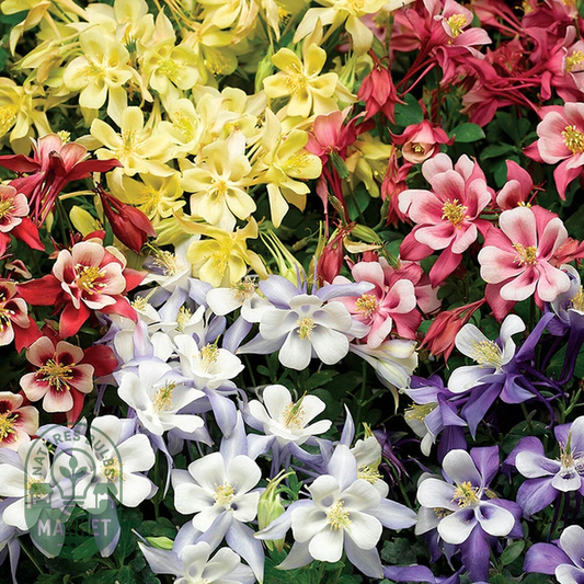 Kirigami Mix Columbine Seeds