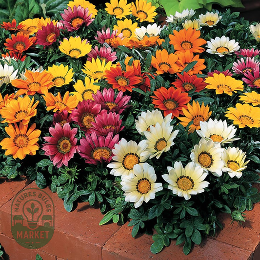 Kiss™ Mix Hybrid Gazania Seeds