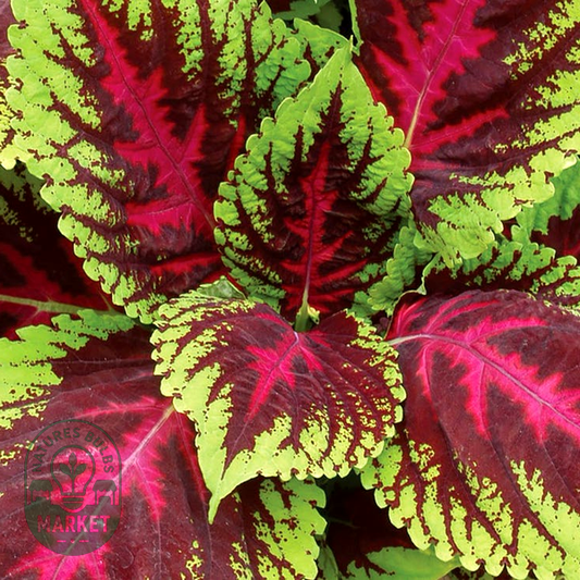 Kong® Mosaic Premium Shade Coleus Seeds