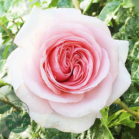 La Fontaine Aux Perles