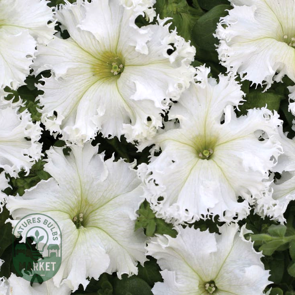 Lace Veil Petunia Seeds