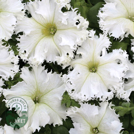 Lace Veil Petunia Seeds