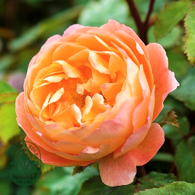 Lady Emma Hamilton