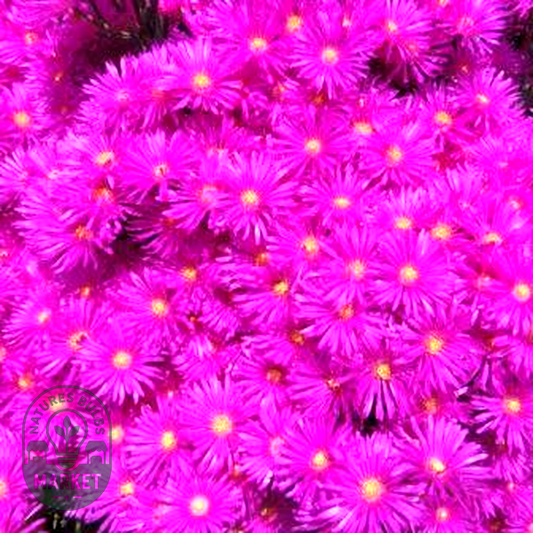 Lampranthus amoenus