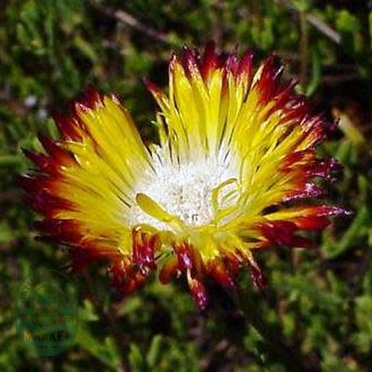 Lampranthus bicolor