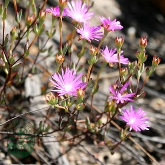 Lampranthus dependens