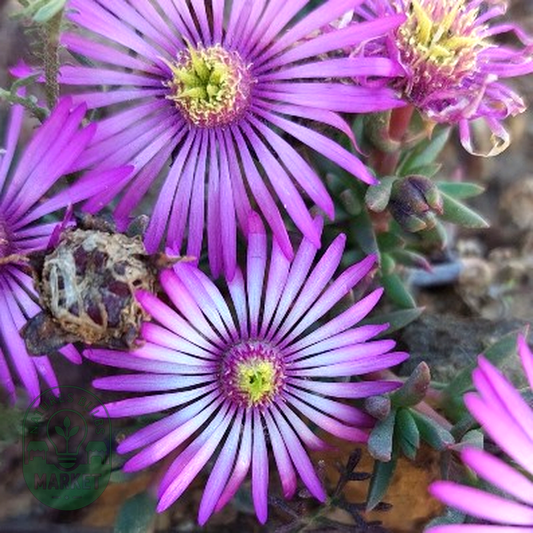 Lampranthus elegans