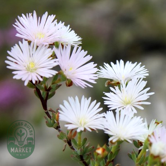 Lampranthus falcatus
