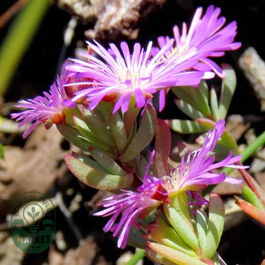 Lampranthus glomeratus
