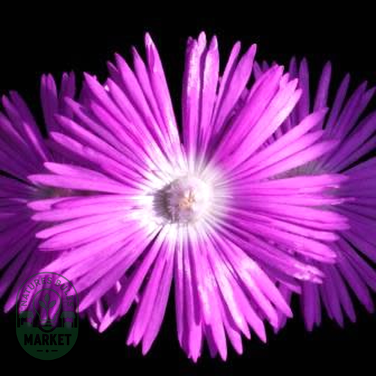 Lampranthus haworthii