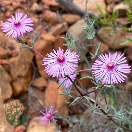 Lampranthus leipoldtii