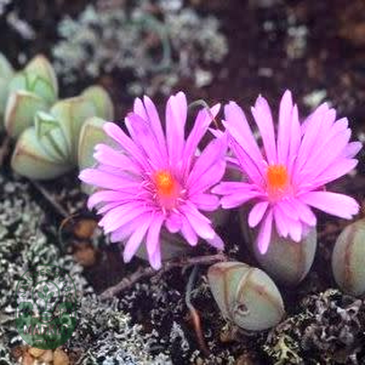 Lampranthus maximiliana