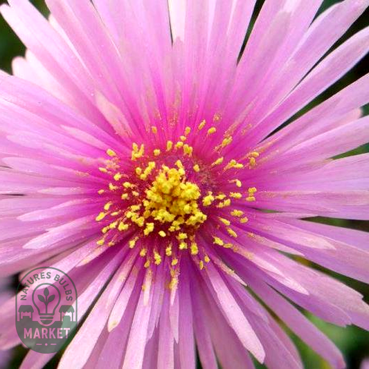 Lampranthus multiradiatus
