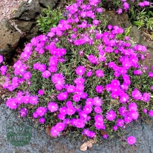 Lampranthus roseus