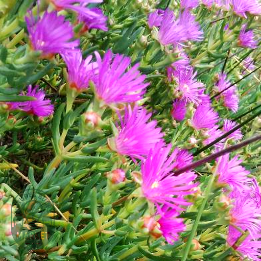 Lampranthus stipulaceus