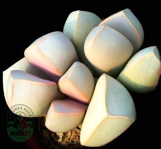 Lapidaria margaretae