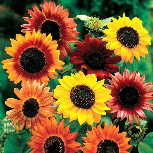Large Flowered Colored Sunflower Seeds Mix