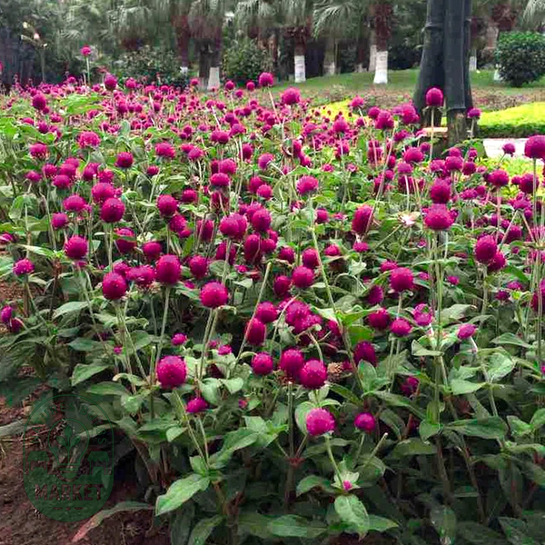 Las Vegas Purple Gomphrena Seeds