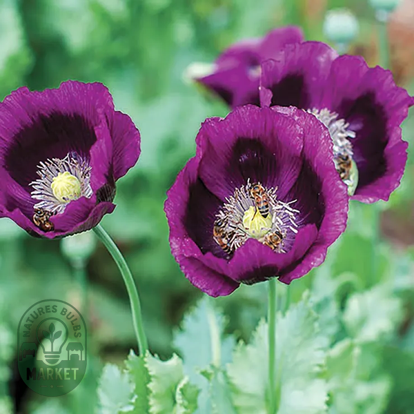 Lauren's Grape Poppy Seeds