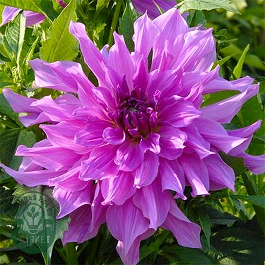 Lavender Ruffles