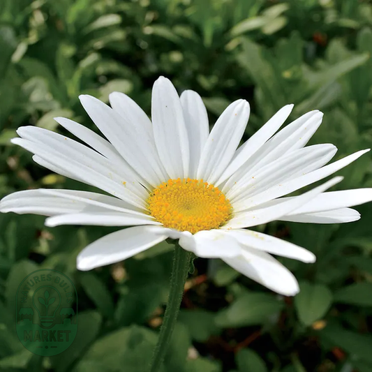 Leucanthemum 'Becky' Daisy