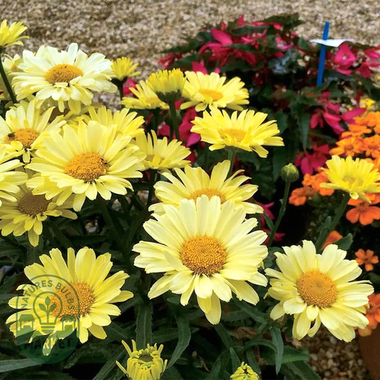 Leucanthemum REALFLOR® 'Real Sunbeam'