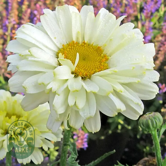Leucanthemum 'Real Dream'