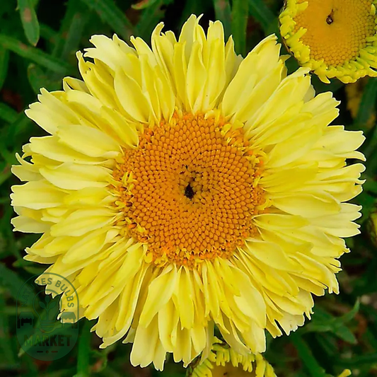 Leucanthemum Realflor® 'Real Goldcup' Shasta Daisy