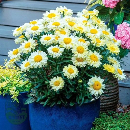 Leucanthemum Realflor® 'Real Solar' Shasta Daisy